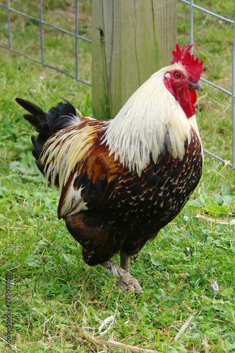 Rooster