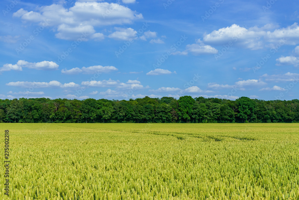 Outdoor sunny landscape view of fresh green and yellow growing wheat field with the trace of tractor or vehicle wheel mark, in countryside area against deep blue sky. Outdoor sunny landscape view of fresh green and yellow growing wheat field with the trace of tractor or vehicle wheel mark, in countryside area against deep blue sky.