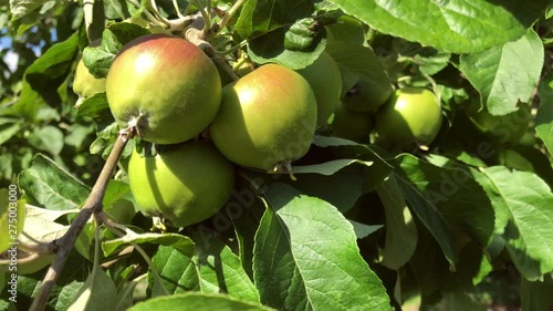 some apple fruits on a tree