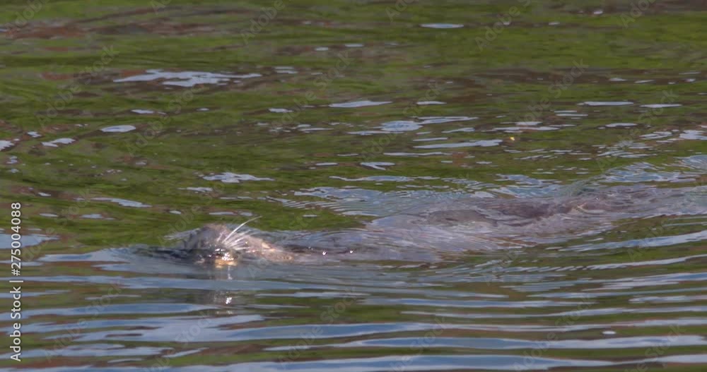 Otter takes a breath and dives underwater to hunt fish slow motion Otter takes a breath and dives underwater to hunt fish slow motion