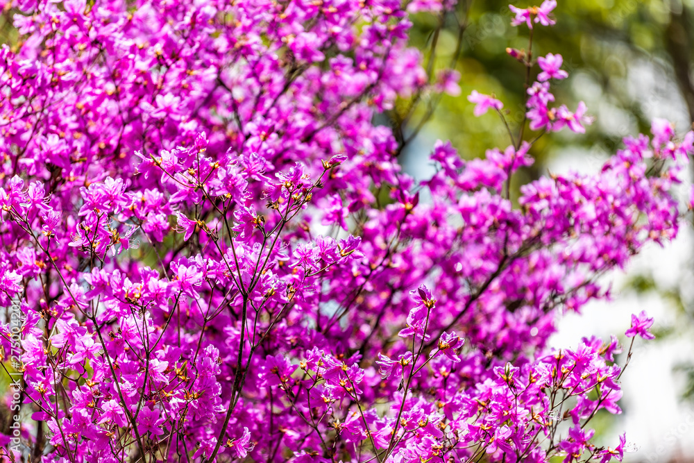 Kyoto, Japan purple azalea or cherry blossom flowers tree at Ninna-ji temple shrine garden closeup