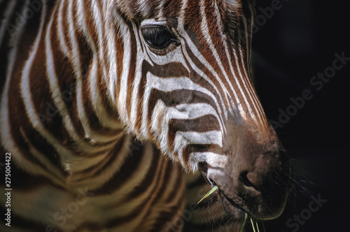 Fototapeta Naklejka Na Ścianę i Meble -  Portrait of Grant's zebra, Equus quagga boehmi