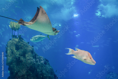 Bull ray and hofish swimming in water