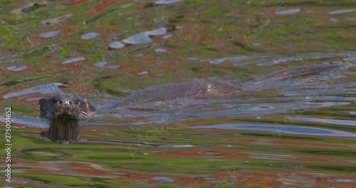 Otter swimming slow motion diving underwater summer water ripples photo