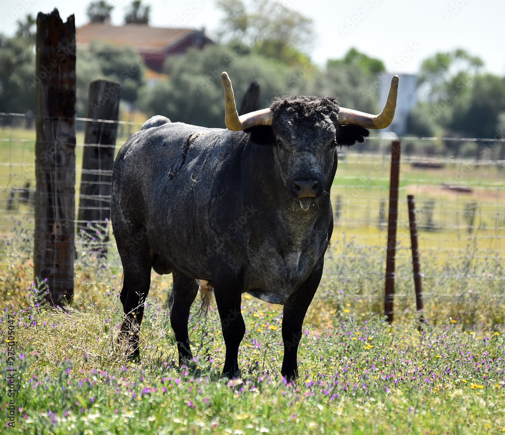 toro bravo español