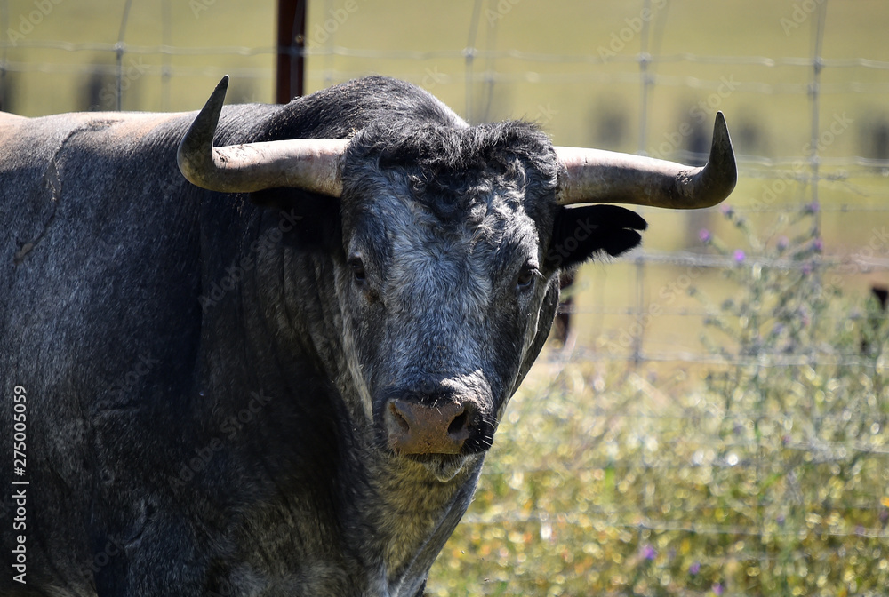 toro bravo español toro bravo español