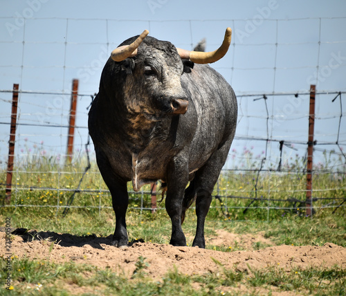 spanish bull