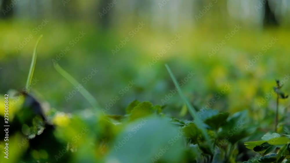Nature in spring. Plants and grass abundance. Sliding shot of green lush foliage in the forest. Nature in spring. Plants and grass abundance. Sliding shot of green lush foliage in the forest.