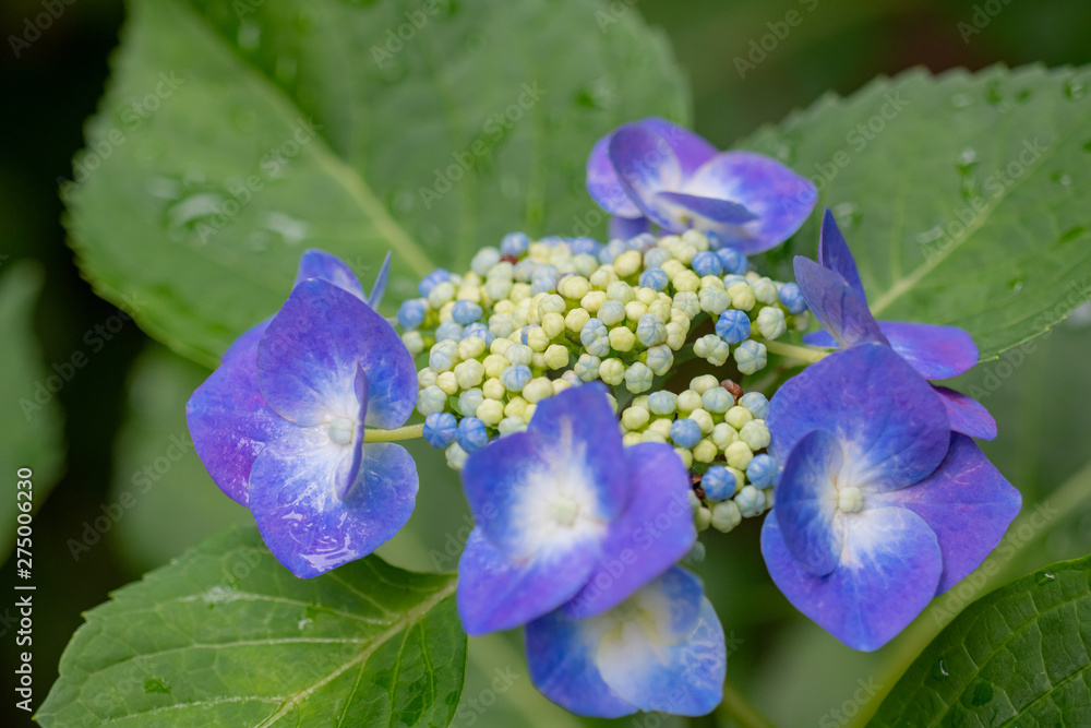 紫陽花