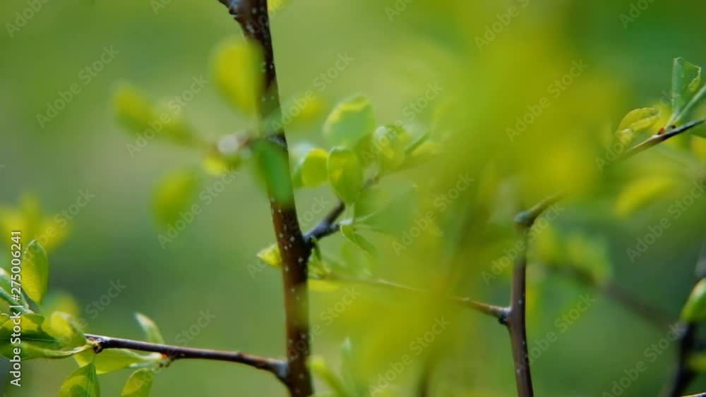Springtime beauty. Greenery and new life of nature. Fresh tree branch with tender leaves Springtime beauty. Greenery and new life of nature. Fresh tree branch with tender leaves