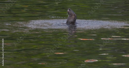 Otter appears from underwater splash eating eel fish diving underwater slow motion photo