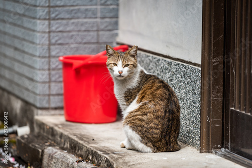 Stray tabby and white Japanese cat sitting on porch sidewalk street in Kyoto residential neighborhood in Japan by red bucket looking at camera