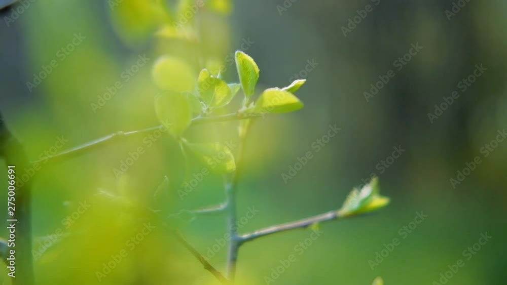Spring nature. Green garden beauty. Tender tree branches with fresh new leaves Spring nature. Green garden beauty. Tender tree branches with fresh new leaves