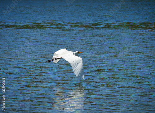 Low Flying Crane