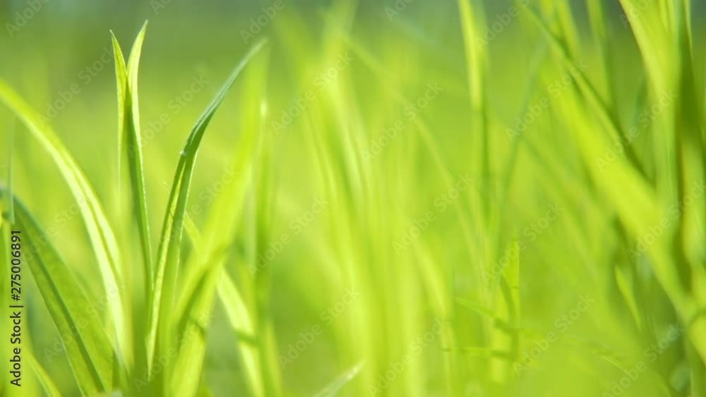 Spring wakening of plants. Fresh juicy green grass closeup. Camera moving through Spring wakening of plants. Fresh juicy green grass closeup. Camera moving through