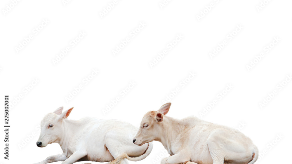 Many cows resting white background Many cows resting white background