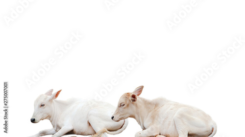 Many cows resting white background