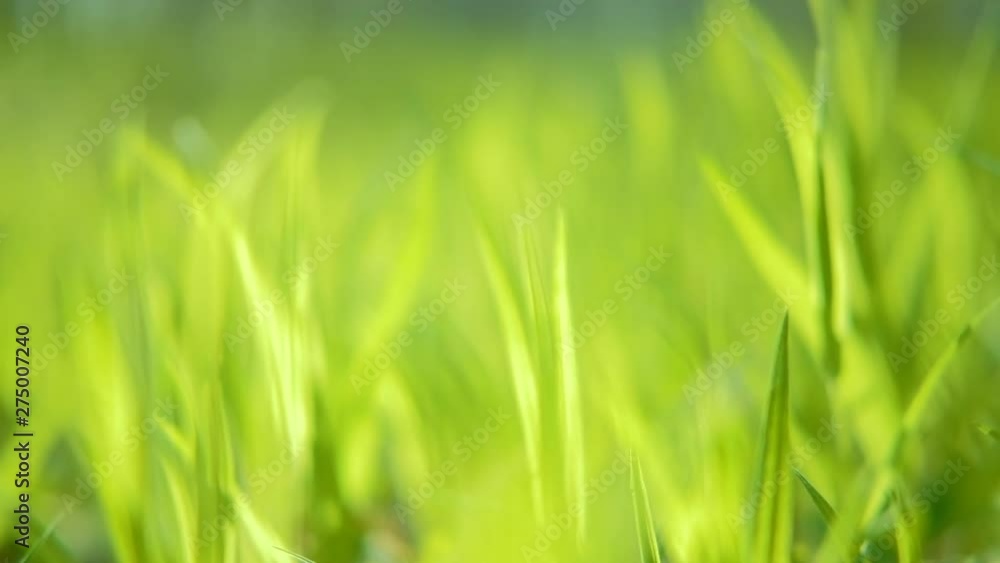 Lush green foliage. Camera moving through fresh juicy grass lawn. Nature spring and ecology concept Lush green foliage. Camera moving through fresh juicy grass lawn. Nature spring and ecology concept