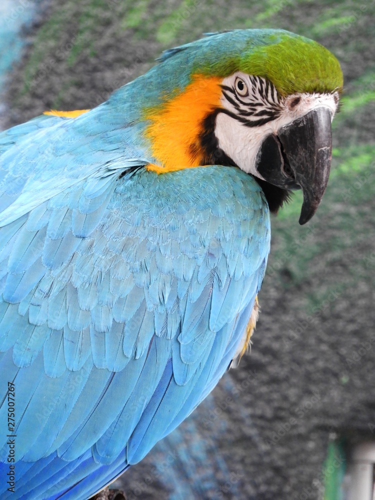 Bright blue macaw turning its head. Bright blue macaw turning its head.