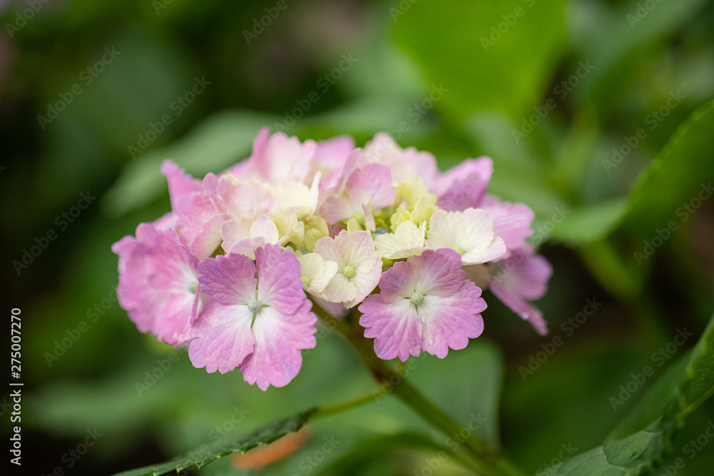 紫陽花 紫陽花