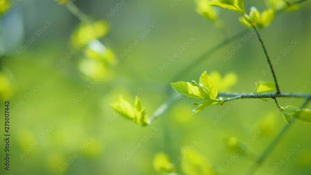 Springtime beauty. Greenery and new life of nature. Fresh tree branch with tender leaves