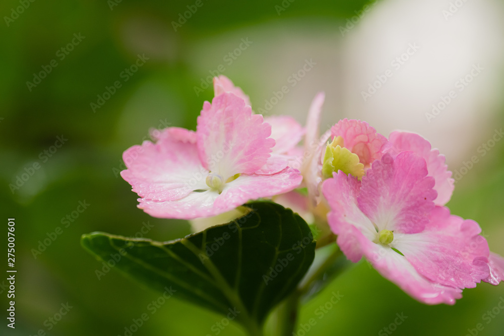 Obraz premium 紫陽花