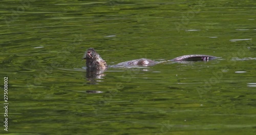 Otter juvenile chews eel whiskers dives underwater slow motion (Lutra lutra) photo