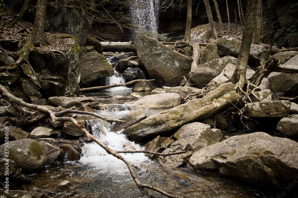 trees and river in the forest