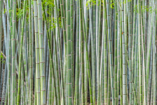Fototapeta Naklejka Na Ścianę i Meble -  Kyoto, Japan Arashiyama bamboo forest park pattern of many in spring with stem grove closeup