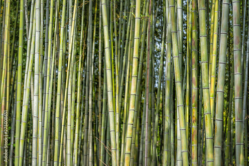 Kyoto, Japan Arashiyama bamboo forest park pattern of many on spring day with stem grove closeup