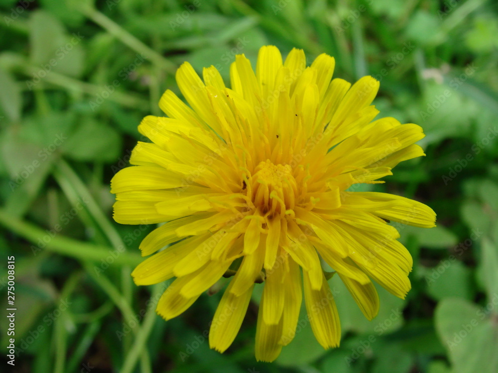 flower flower