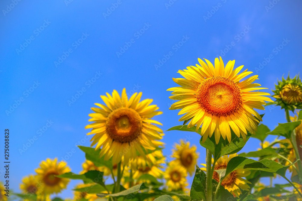 Sunflowers under blue sky