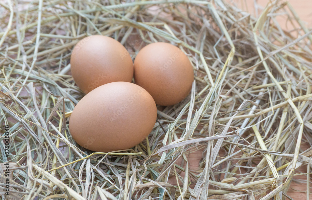 Close up chicken eggs on straw with wooden.Fresh eggs from farm for cooking high nutrition healthy food with blurred background. Close up chicken eggs on straw with wooden.Fresh eggs from farm for cooking high nutrition healthy food with blurred background.