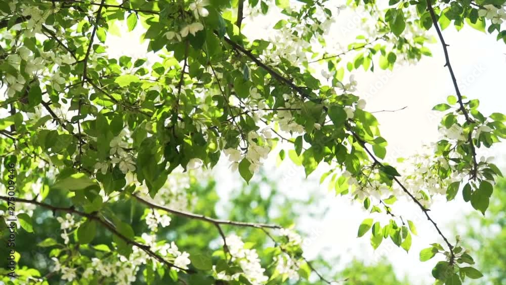 Blossoming of Apple Flowers in Spring Time with Green Leaves on the Breeze in Slow Motion. A Blooming Branch of Apple Tree in Sunny Day. Harmony with Nature, Spring Time, Ecology Blossoming of Apple Flowers in Spring Time with Green Leaves on the Breeze in Slow Motion. A Blooming Branch of Apple Tree in Sunny Day. Harmony with Nature, Spring Time, Ecology