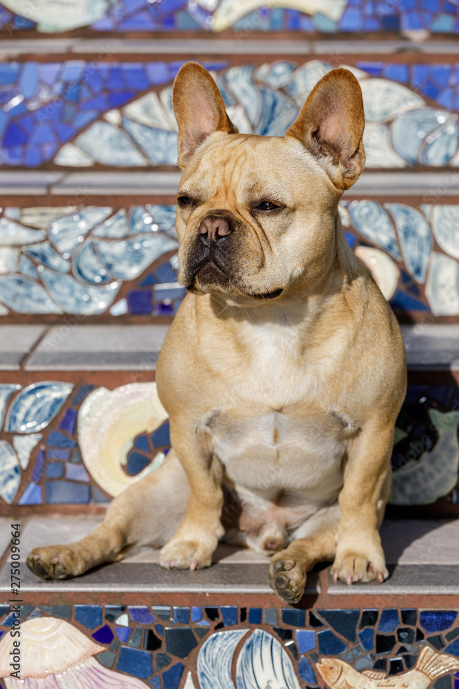 Frenchie's portrait on Moraga Steps in San Francisco. Young male French Bulldog sitting on colorful mosaic tiled stairway.