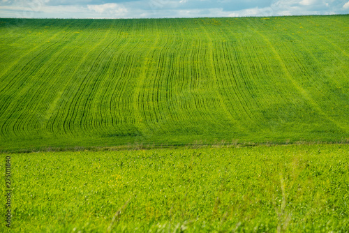 View of agricultural field with white fluffy clouds in blue sky at sunny summer day