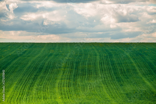 View of agricultural field with white fluffy clouds in blue sky at sunny summer day