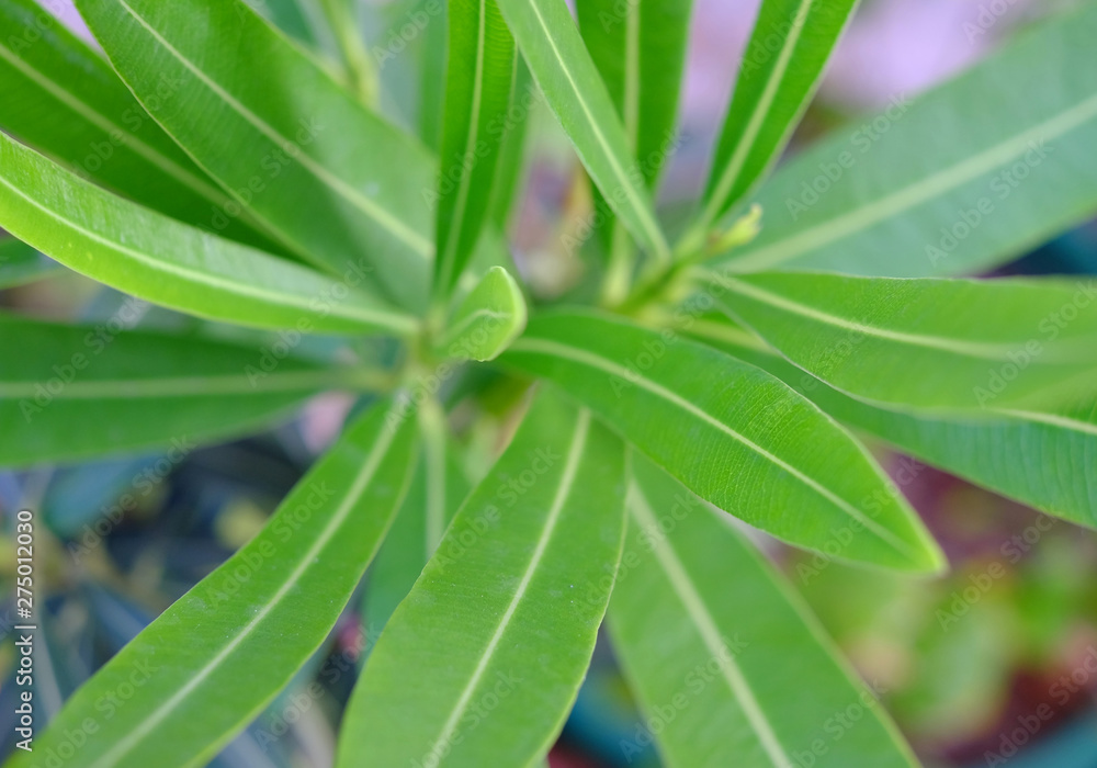 Close top view of fresh leaves, symmetry in nature, very shallow focus and very soft background / foreground blur / bokeh. Close top view of fresh leaves, symmetry in nature, very shallow focus and very soft background / foreground blur / bokeh.