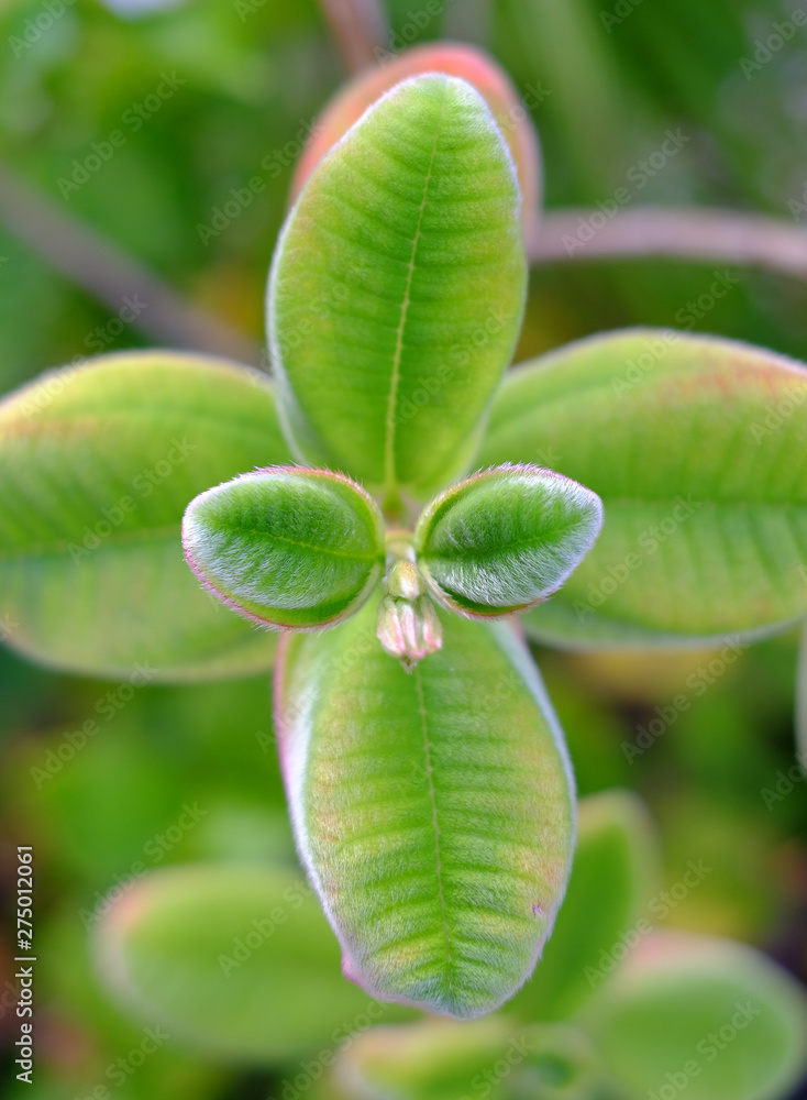 Fototapeta premium Delicate fresh green hairy leaves.