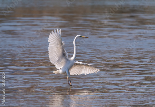 White Egret on a lagoon © xiaoliangge