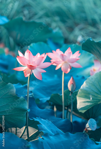 Принти на полотні Lotus flower and Lotus flower plants