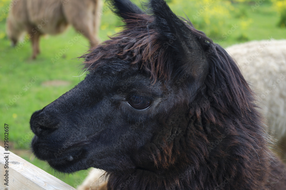 alpaca agriculture animal black lama llama head country wool farm