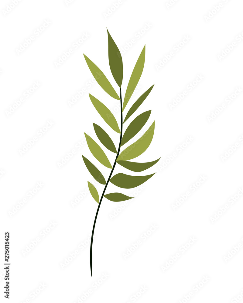 branch with leaves on white background branch with leaves on white background