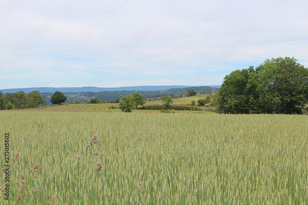 Fototapeta premium countryside landscape in the cantal in France