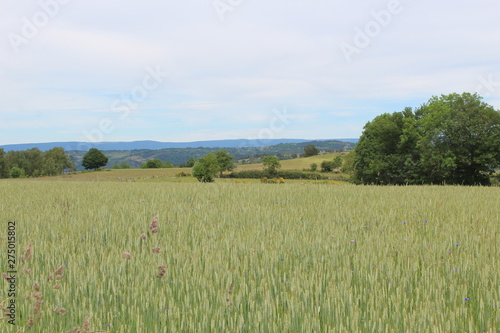 countryside landscape in the cantal in France