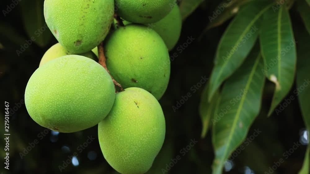 Close Up of fingers holding a mango fruit on a Mango tree in Africa Close Up of fingers holding a mango fruit on a Mango tree in Africa