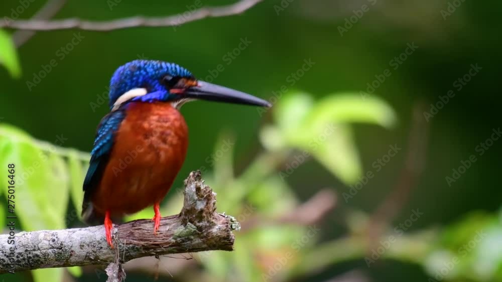 The Blue-eared Kingfisher is a small Kingfisher found in Thailand and it is wanted by bird photographers because of its lovely blue ears as it is also a cute bird to watch. The Blue-eared Kingfisher is a small Kingfisher found in Thailand and it is wanted by bird photographers because of its lovely blue ears as it is also a cute bird to watch.