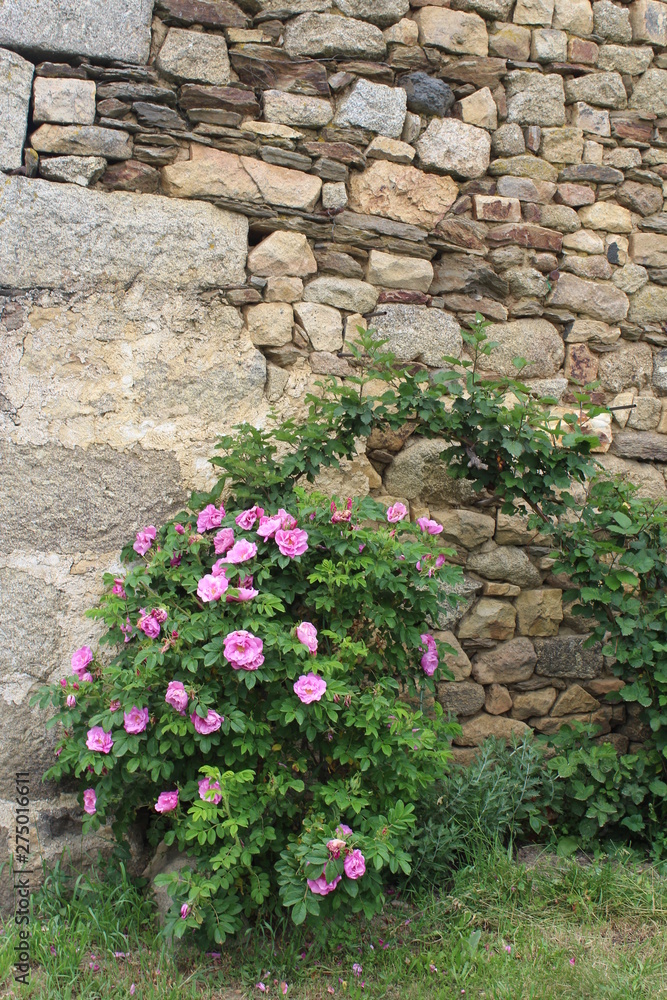 rose climbing in front of an old building in the cantal in France