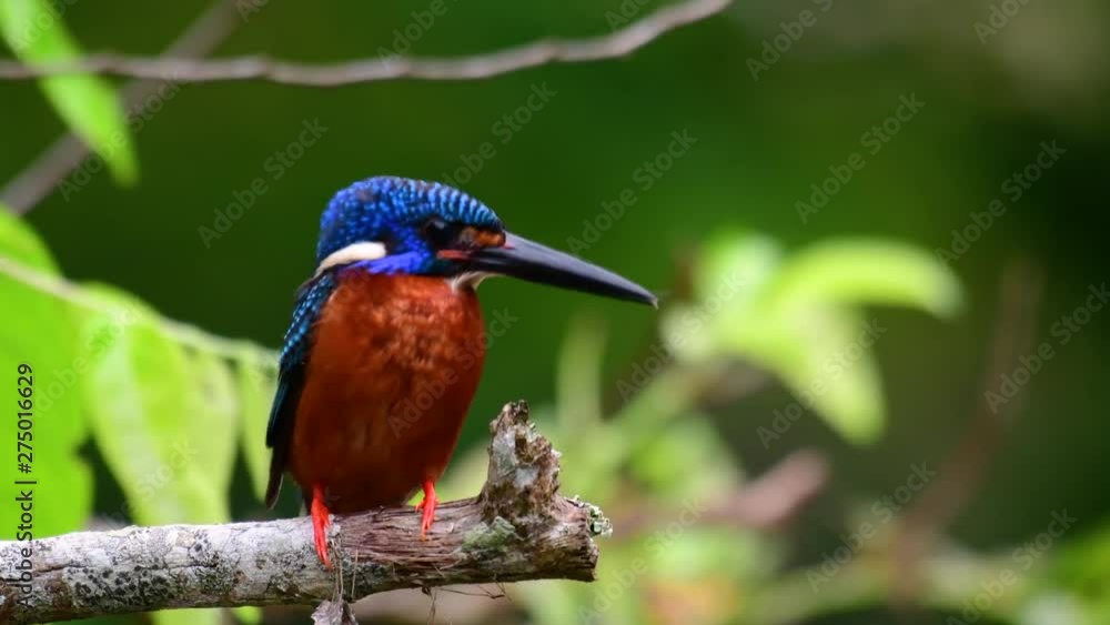 The Blue-eared Kingfisher is a small Kingfisher found in Thailand and it is wanted by bird photographers because of its lovely blue ears as it is also a cute bird to watch. The Blue-eared Kingfisher is a small Kingfisher found in Thailand and it is wanted by bird photographers because of its lovely blue ears as it is also a cute bird to watch.