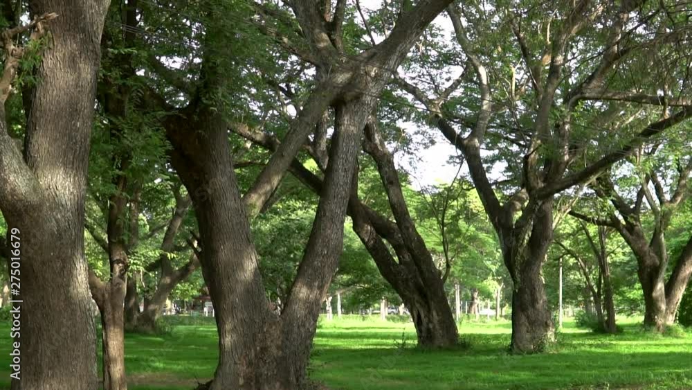 Green City Park, Urban Forest Tree Landscape Green City Park, Urban Forest Tree Landscape